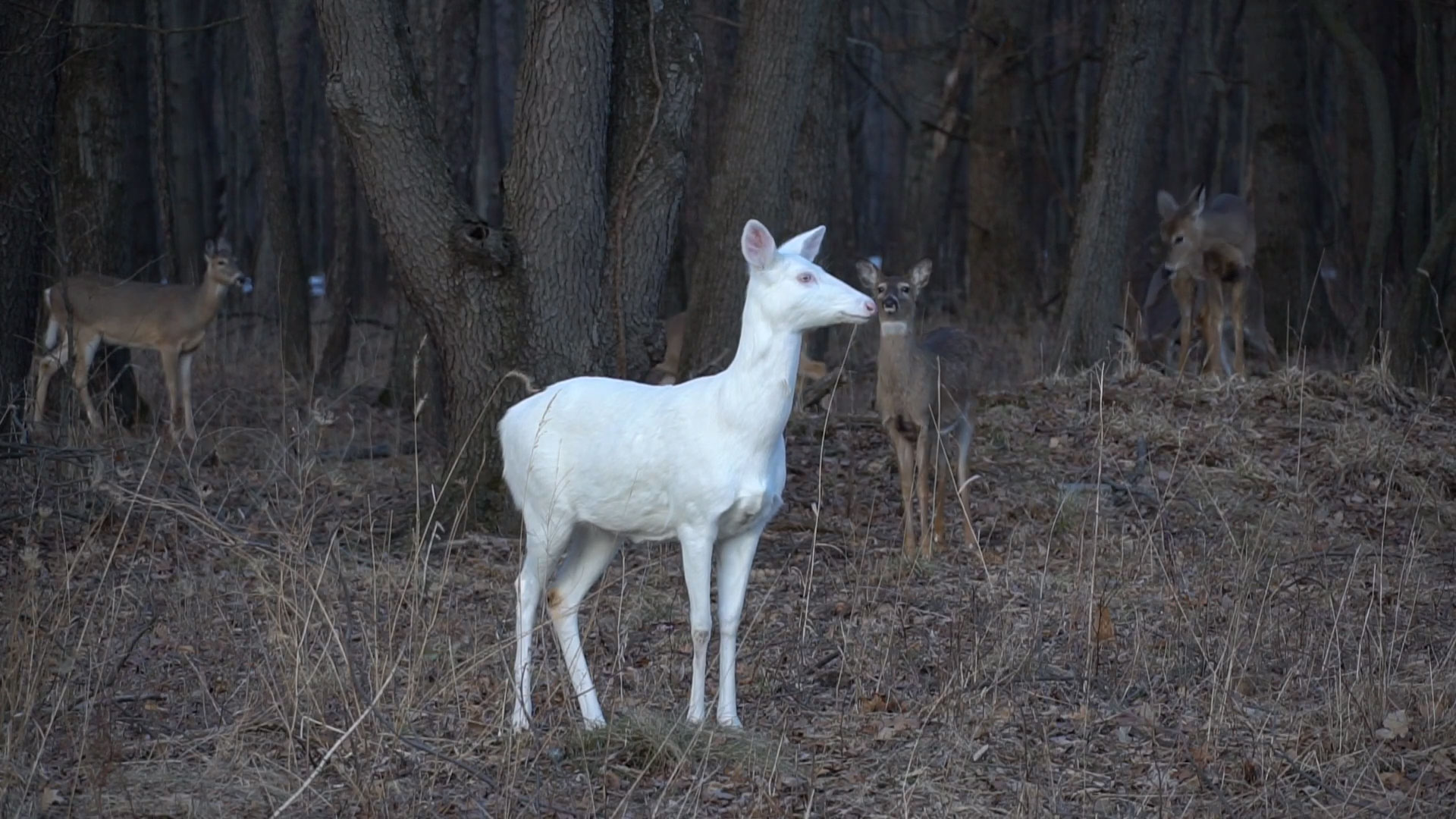 Rare Albino Deer at Kent Lake Milford Michigan Eternal Angler
