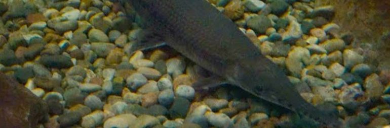 Huge Spotted Gar Pike at Bass Pro Shop Aquarium