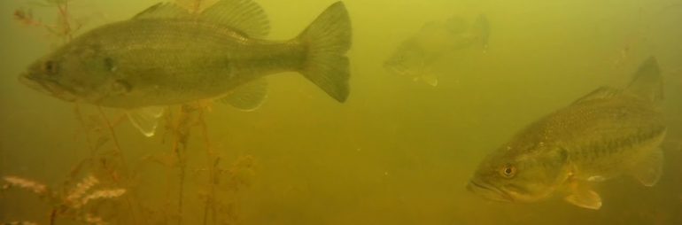 Underwater Footage of Largemouth Bass at Stony Creek Metropark