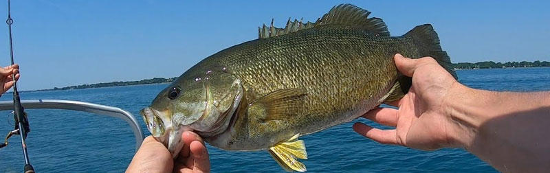 Tips on Smallmouth Bass Post Spawn on Lake St. Clair During Fish Fly Season