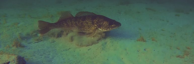 Underwater Drone Video of Pike & Walleye at Emerald Lake Michigan