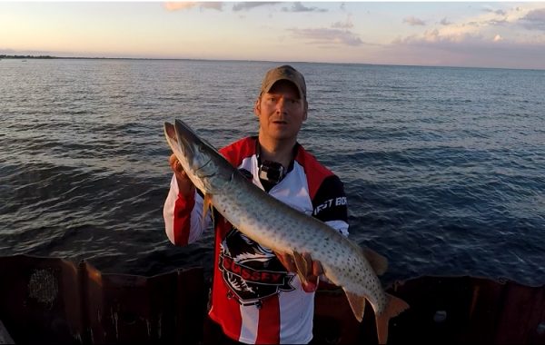 Musky at 9 Mile Pier