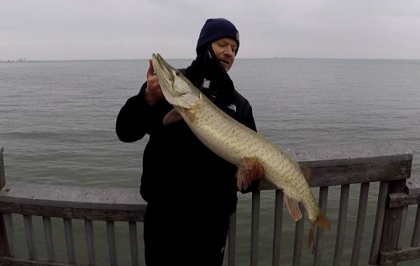 Shoreline Musky at Lake St. Clair Metropark