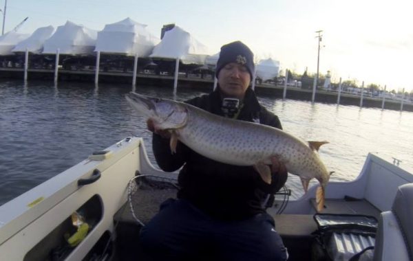 Musky at Jefferson Beach Lake St. Clair