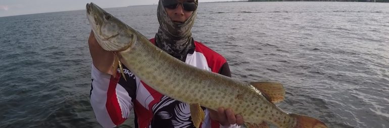 Musky at Spillway Lake St. Clair