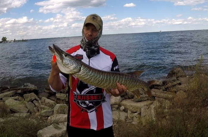 Tiger Musky at 9 Mile Pier Lake St. Clair