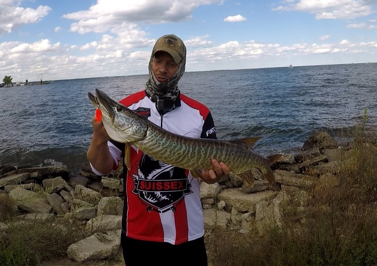 Tiger Musky at 9 Mile Pier Lake St. Clair