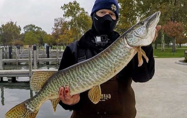 Tiger Musky Black Creek Lake St. Clair Metropark