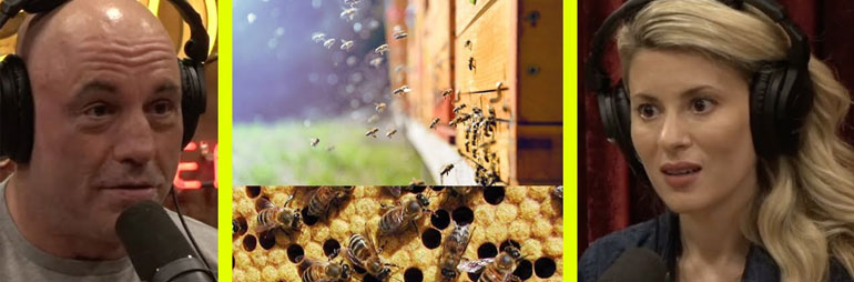 Bee’s Go Extinct So Will EVERYTHING On The Planet? Are Cell Phones BAD With Bee’s?!