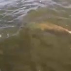This Video Sums up Why I Musky Fish