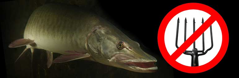 Importance of Rules & Regulations to Protect Rare Species like Musky