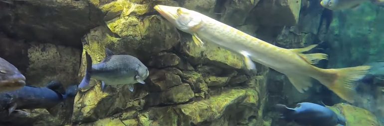 Albino Musky at Bass Pro Shops Aquarium