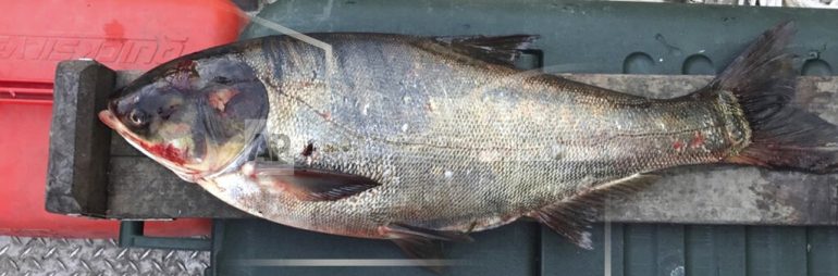 Asian Carp Already in Minnesota Ocheyedan River