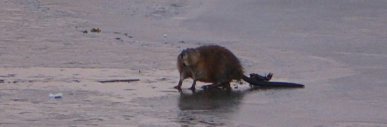 Muskrat Spotted on the Ice at Kent Lake Michigan