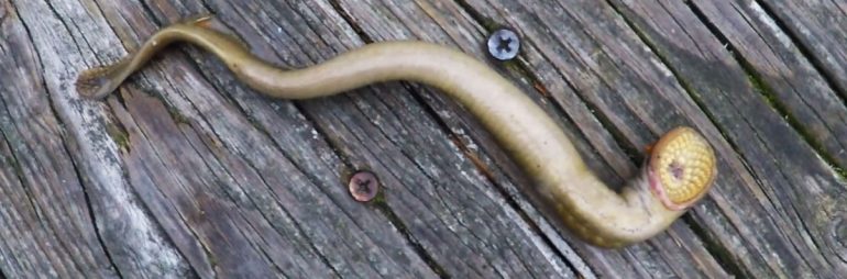 Close Up of Lamprey Mouth & Teeth