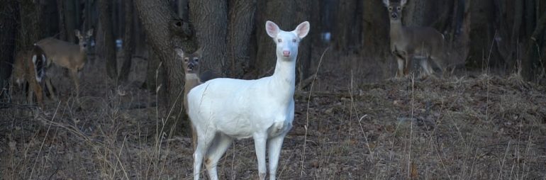 Rare Albino Deer at Kent Lake Milford Michigan