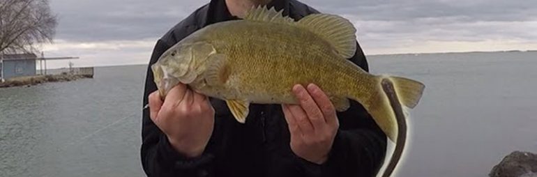 Lamprey on Smallmouth Bass Lake St. Clair