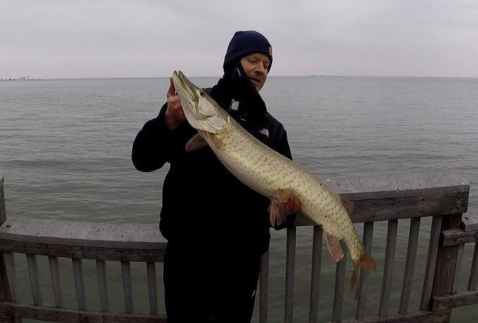 Shoreline Musky at Lake St. Clair Metropark