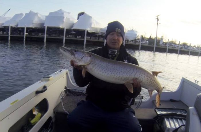 Musky at Jefferson Beach Lake St. Clair