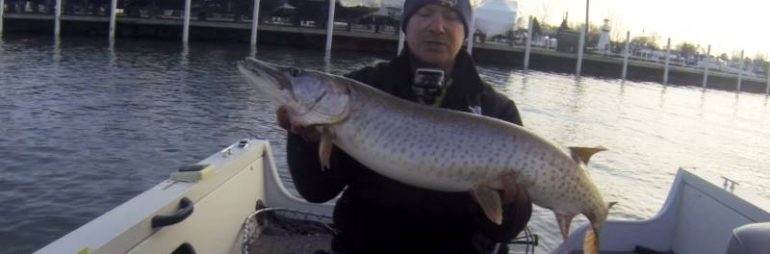 Musky at Jefferson Beach Lake St. Clair