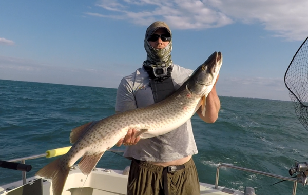 Musky Caught Trolling Lake St. Clair