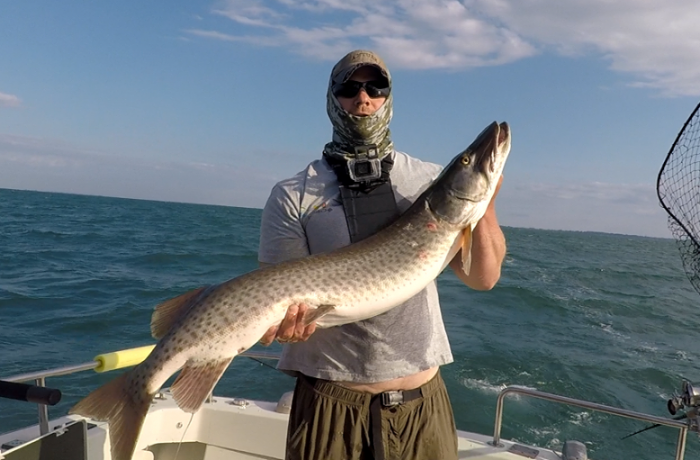 Musky Caught Trolling Lake St. Clair