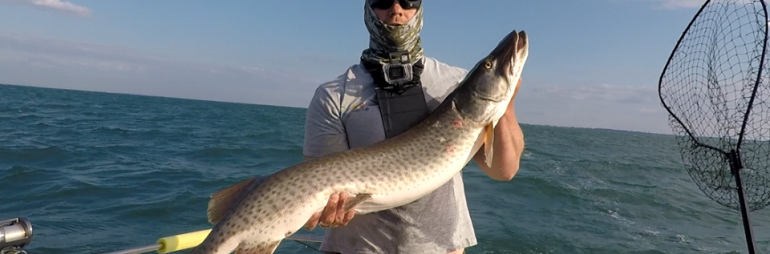 Musky Caught Trolling Lake St. Clair