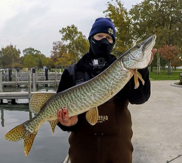 Tiger Musky Black Creek Lake St. Clair Metropark