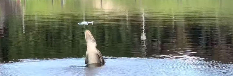 Alligator vs Drone