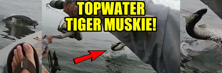 Topwater Musky Fishing Lake St. Clair