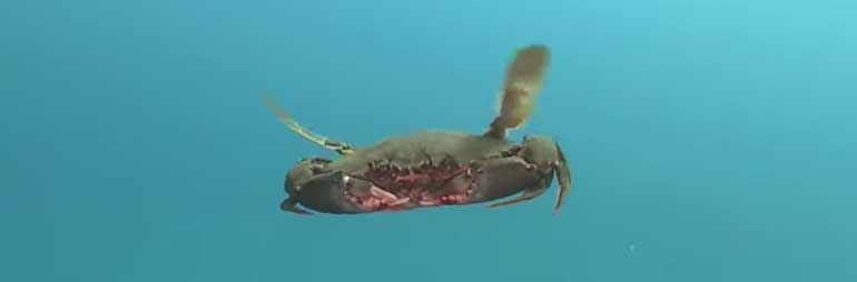 Crab Swimming through the Water – Like a Helicopter